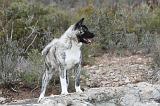 AKITA AMERICAIN 360